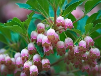 NJ Botanical Gardens 2